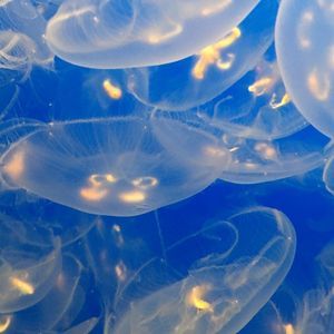 Meet your Posher, Sierra